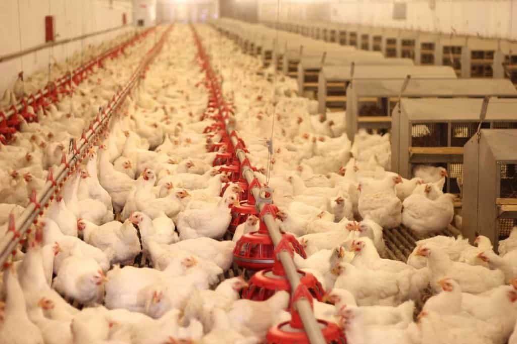 Poultry Farming - Mak Life Producer Company Limited