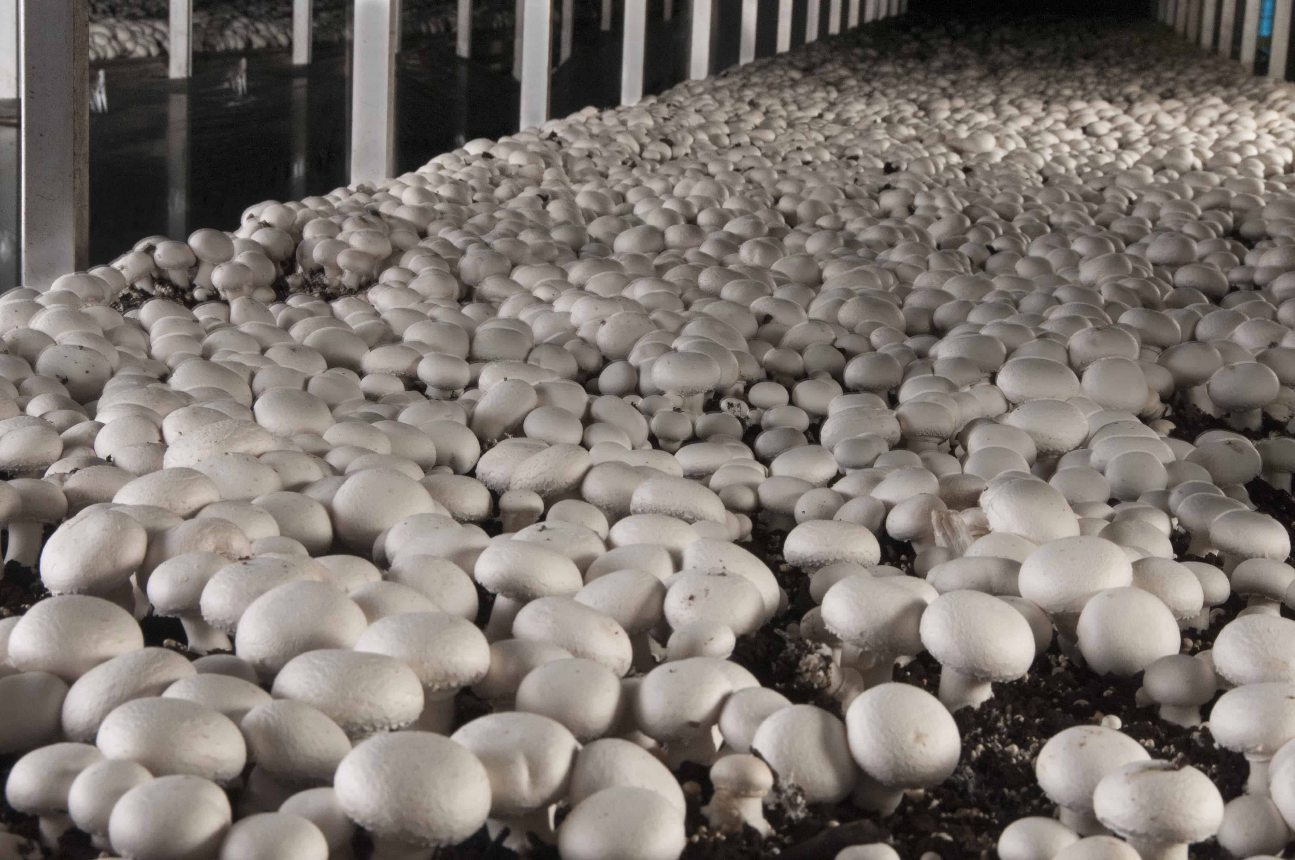 mushroom-farming-mak-life-producer-company-limited