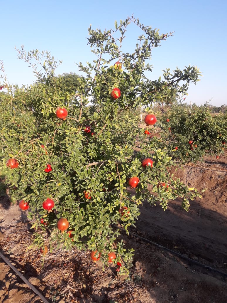 Pomegranate Farming - Mak Life Producer Company Limited